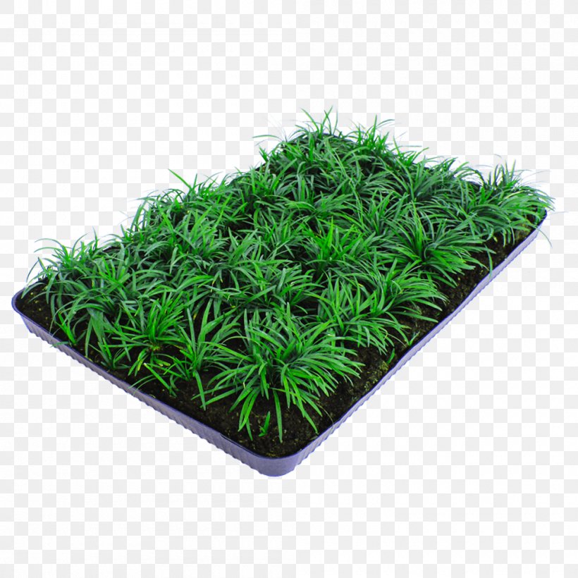 Groundcover Myrtle Dwarf Lilyturf Nordest Prati Home, PNG, 1000x1000px, Groundcover, Buxus Sempervirens, Cleaning, Dwarf Lilyturf, Furniture Download Free