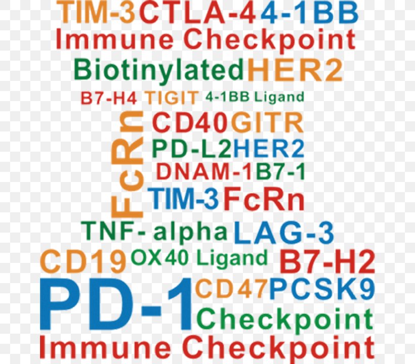 Immune Checkpoint Cancer Immunotherapy Programmed Cell Death Protein 1 CTLA-4, PNG, 662x720px, Immune Checkpoint, Advertising, Antibody, Area, Banner Download Free