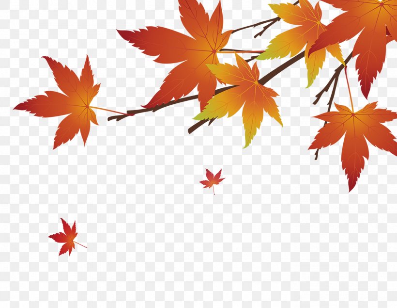 Maple Leaf, PNG, 1379x1068px, Leaf, Autumn, Autumn Leaf Color, Flowering Plant, Maple Download Free