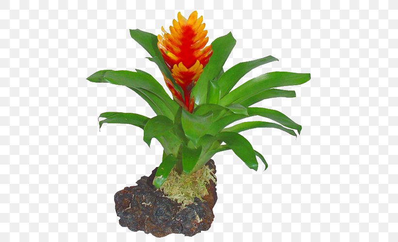 Vietnam Vriesea Bromelia Flower Plant, PNG, 500x500px, Vietnam, Aquarium Decor, Birthday, Bromelia, Bromeliads Download Free