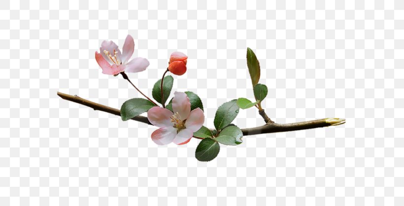 Blossom Flower Branch Clip Art, PNG, 700x419px, Blossom, Branch, Bud, Flower, Flowering Plant Download Free
