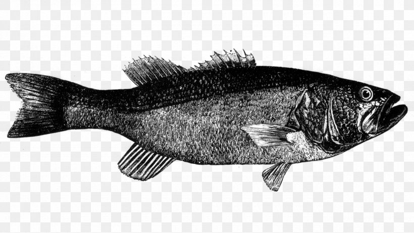 Fish Fish Bass Fish Products Bony-fish, PNG, 1280x720px, Fish, Bass, Bonyfish, Fish Products, Perciformes Download Free