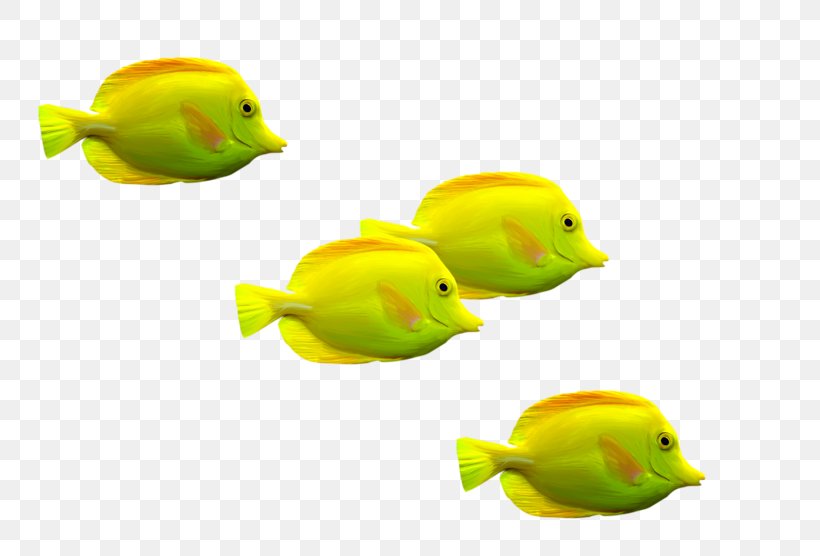 Goldfish Download Clip Art, PNG, 800x556px, 3d Computer Graphics, Fish, Beak, Bird, Depositfiles Download Free