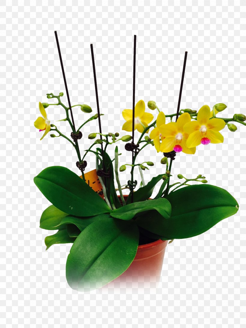 Moth Orchids Floral Design Cut Flowers Flowerpot Plant Stem, PNG, 1224x1632px, Moth Orchids, Cut Flowers, Floral Design, Floristry, Flower Download Free
