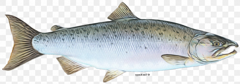 Oily Fish 09777 Bony Fishes Sardine Milkfish, PNG, 1256x442px, Watercolor, Bony Fishes, Domestic Yak, Energy, Fish Download Free