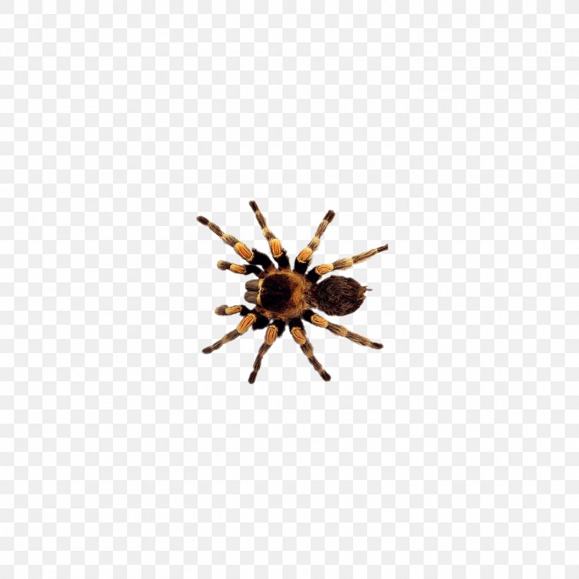 Spider Insect Clip Art, PNG, 1500x1500px, Spider, Arachnid, Arthropod, Insect, Invertebrate Download Free
