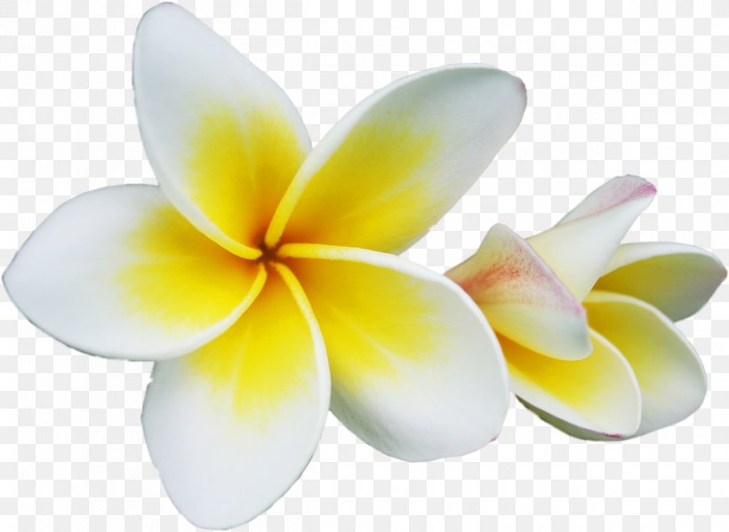 Champak Plumeria Rubra Flower Clip Art, PNG, 1200x877px, Champak, Blume, Cut Flowers, Embryophyta, Floral Emblem Download Free