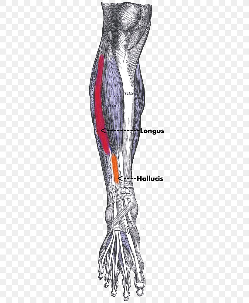 Tibialis Anterior Muscle Tibialis Posterior Muscle Human Body Anatomy, PNG, 260x1000px, Watercolor, Cartoon, Flower, Frame, Heart Download Free