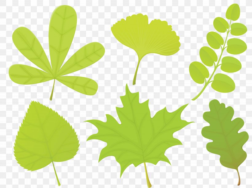 BAY LEAVES, PNG, 6205x4626px, Leaf, Flora, Grass, Green, Leaf Shape Download Free