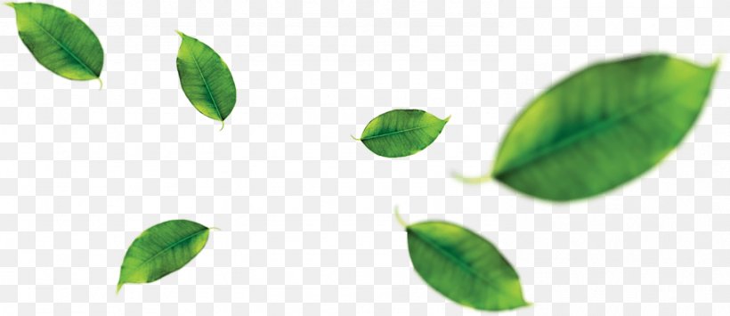 Green Tea Leaf Juice Orange, PNG, 1486x645px, Green Tea, Banana Leaf, Drink, Food, Fruit Download Free