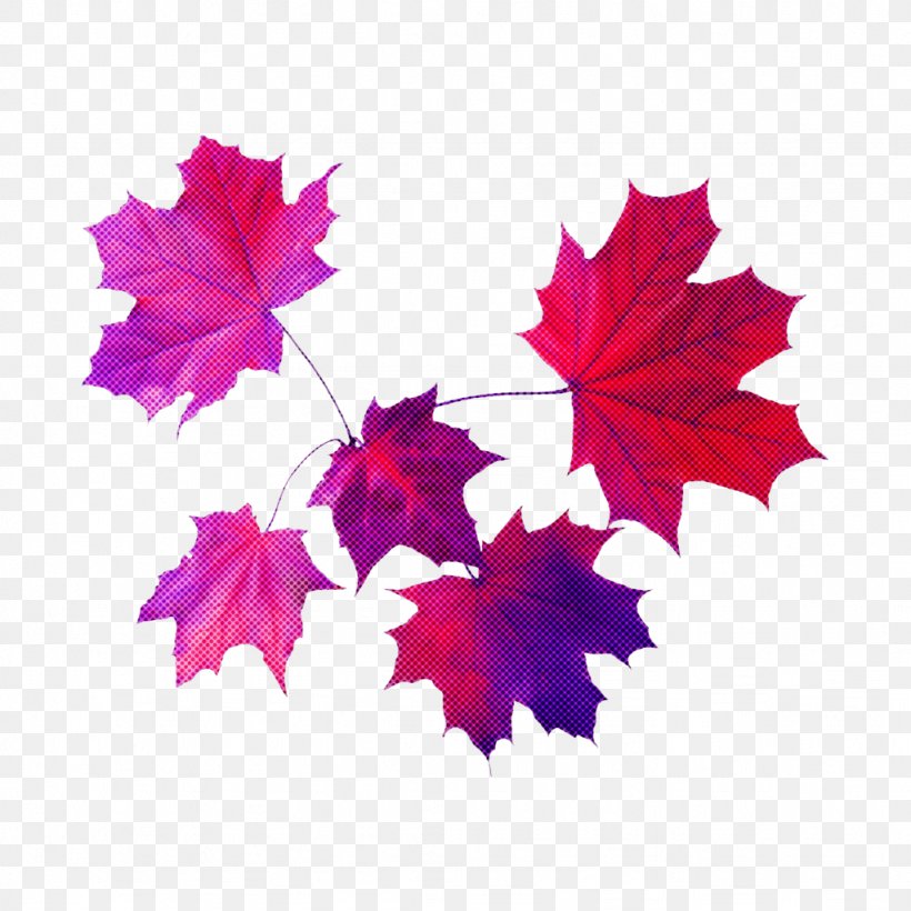 Maple Leaf, PNG, 1024x1024px, Leaf, Black Maple, Flowering Plant, Maple, Maple Leaf Download Free