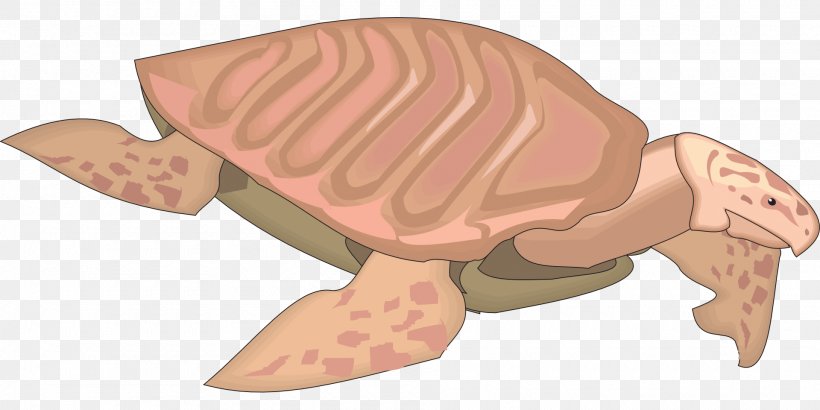 Tortoise Sea Turtle Archelon Reptile, PNG, 1920x960px, Watercolor, Cartoon, Flower, Frame, Heart Download Free