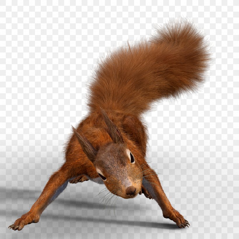 Tree Squirrel Paper Nut Zazzle, PNG, 1280x1280px, Squirrel, Acorn, Cloth Napkins, Dog Like Mammal, Fur Download Free