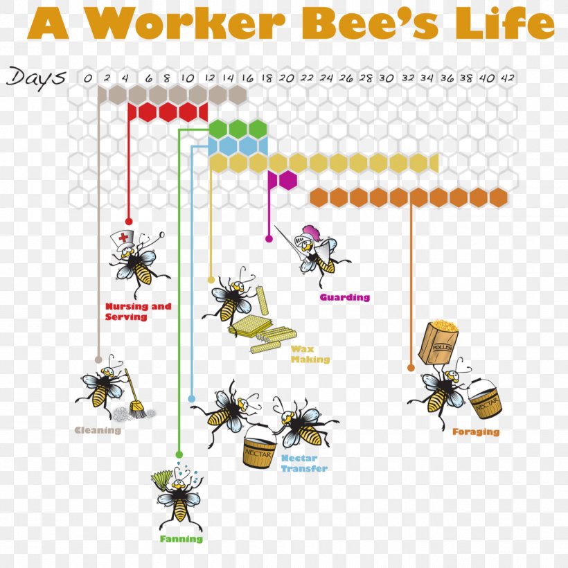 Western Honey Bee Insect Worker Bee Honey Bee Life Cycle, PNG, 1300x1300px, Bee, Animal Figure, Area, Bee Brood, Beehive Download Free