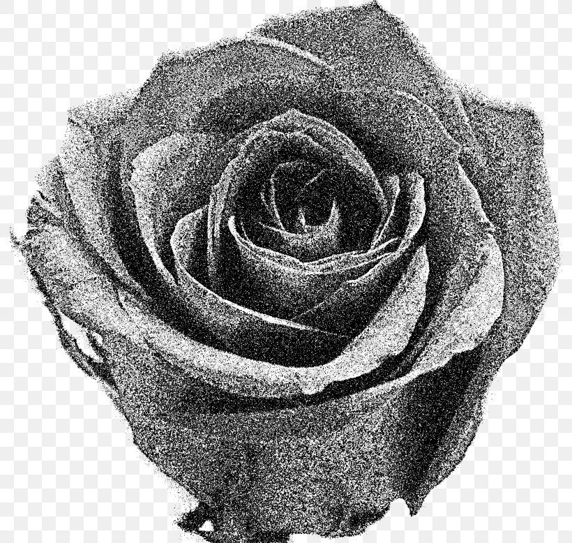Garden Roses Black And White Flower Clip Art, PNG, 792x778px, Garden Roses, Black And White, Blue, Cut Flowers, Flower Download Free