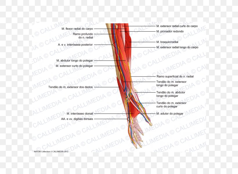 Nerve Muscle Blood Vessel Forearm Anatomy, PNG, 600x600px, Watercolor, Cartoon, Flower, Frame, Heart Download Free