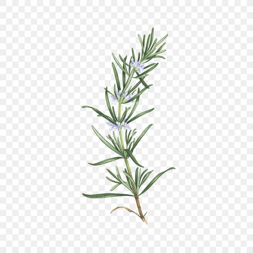 Abziehtattoo Rosemary Herb Tattoo Artist, PNG, 2048x2048px, Tattoo, Abziehtattoo, Bouquet Garni, Common Sage, Essential Oil Download Free