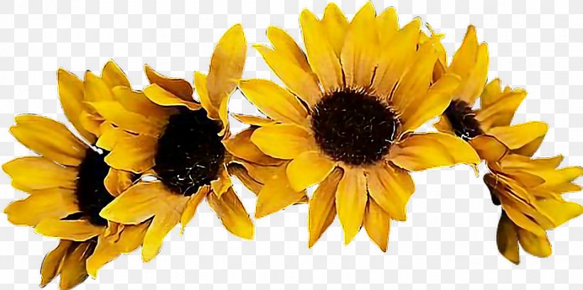 Common Sunflower Crown Image, PNG, 930x464px, Common Sunflower, Bee, Crown, Cut Flowers, Daisy Family Download Free