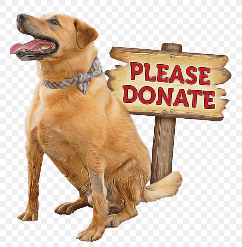 Dog Golden Retriever Sporting Group Companion Dog Retriever, PNG, 818x837px, Dog, Companion Dog, Golden Retriever, Paw, Retriever Download Free