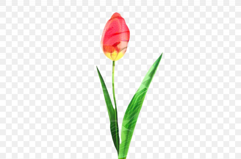 Flowers Background, PNG, 2460x1624px, Tulip, Blossom, Botany, Bud, Cut Flowers Download Free