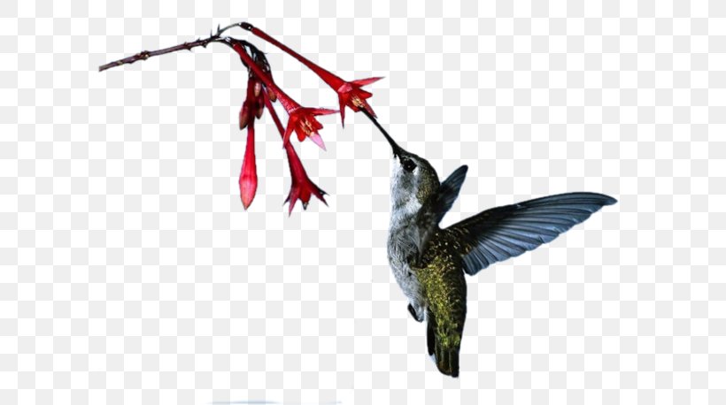 Ruby-throated Hummingbird Hummingbird M Beak, PNG, 600x458px, Hummingbird, Beak, Bird, Child, Conscience Download Free