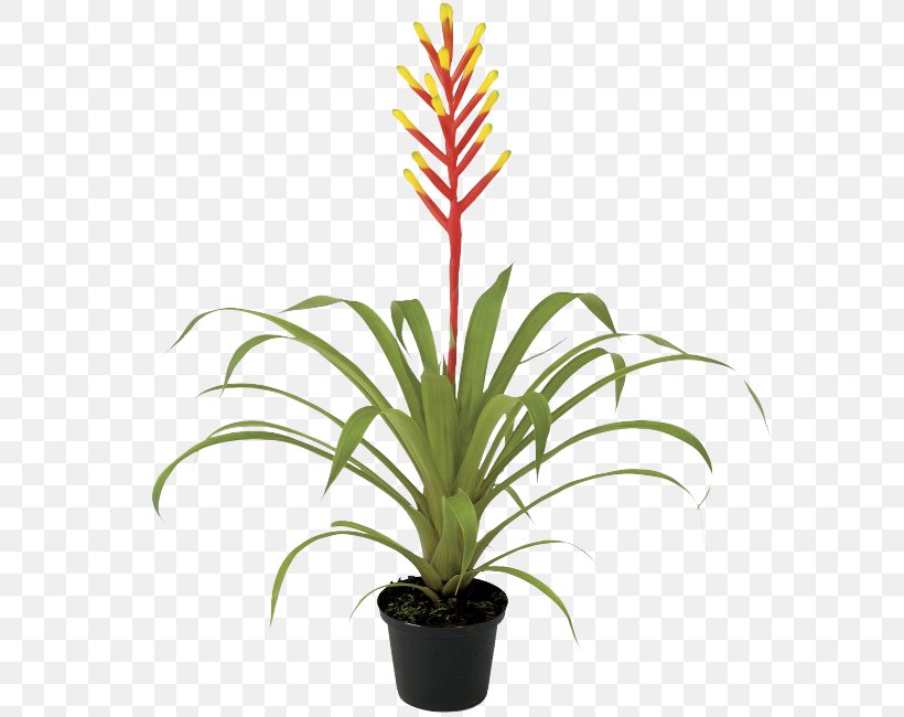 Bamboo Cartoon, PNG, 578x650px, Guzmania, Bamboo, Bromelia, Bromeliaceae, Bromeliads Download Free