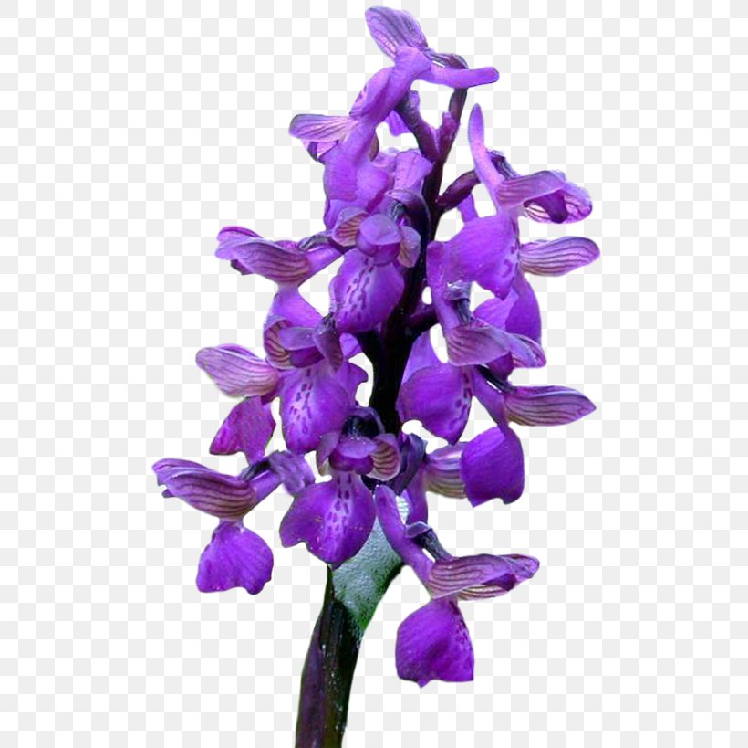 Cut Flowers Orchids God, PNG, 500x819px, Cut Flowers, Flower, Flower Bouquet, Flowering Plant, God Download Free