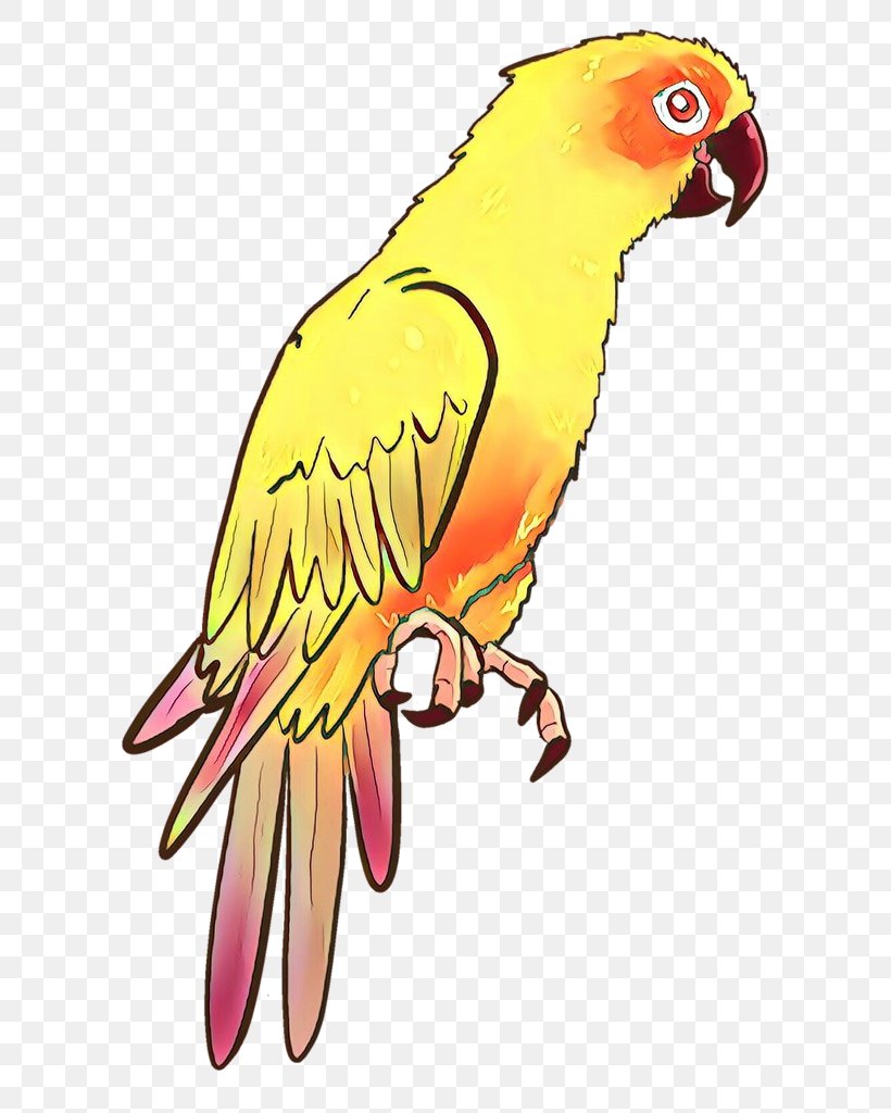 Macaw Lovebird Parakeet Clip Art Beak, PNG, 664x1024px, Macaw, Beak, Bird, Bird Toy, Budgie Download Free