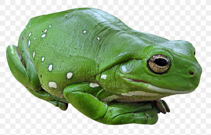 Pacific Tree Frog, PNG, 1600x1023px, Frog, Amphibian, Australian Green Tree Frog, Bullfrog, Chorus Frog Download Free