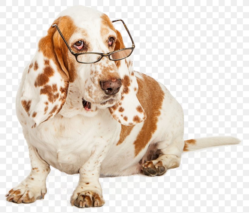 Basset Hound Puppy Hunting Dog Stock Photography, PNG, 800x702px, Basset Hound, Companion Dog, Dog, Dog Breed, Dog Like Mammal Download Free