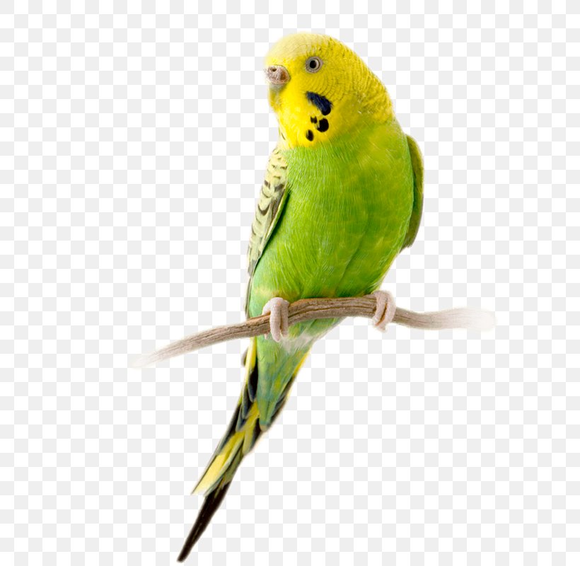 Budgerigar Parrot Bird Parakeet Stock Photography, PNG, 800x800px, Budgerigar, Beak, Bird, Common Pet Parakeet, Depositphotos Download Free