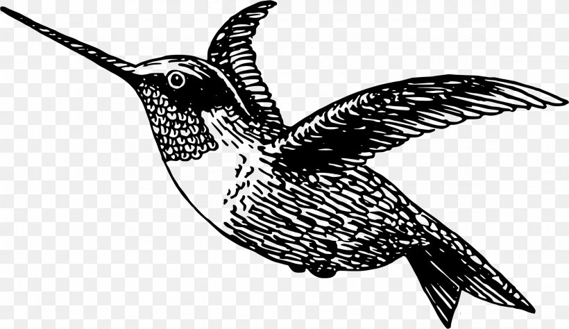 Hummingbird Clip Art, PNG, 2326x1346px, Hummingbird, Beak, Bird, Black And White, Blackchinned Hummingbird Download Free