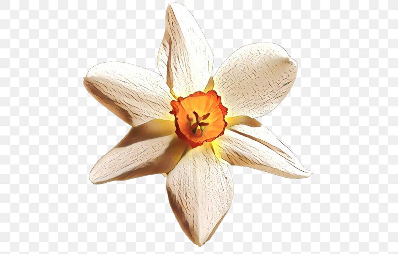 Narcissus Orange S.A., PNG, 500x525px, Narcissus, Amaryllis Family, Crocus, Flower, Flowering Plant Download Free
