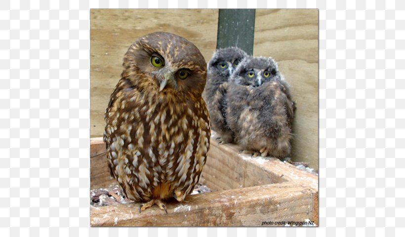 Owl Morepork Bird Gambel's Quail Hawk, PNG, 600x480px, Owl, Animal, Beak, Bird, Bird Of Prey Download Free