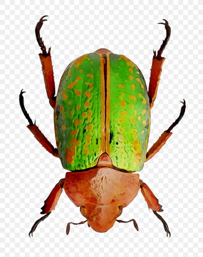 Weevil Dung Beetle Scarab Pest, PNG, 953x1207px, Weevil, Animal, Arthropod, Beetle, Blister Beetles Download Free