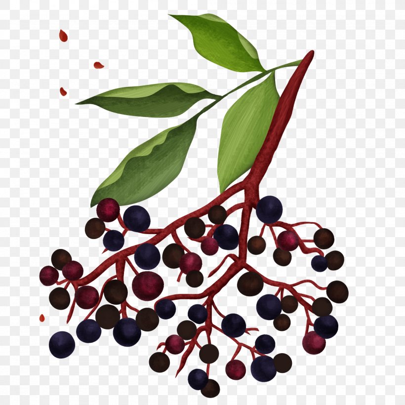 Western Soapberry Pink Peppercorn Soapberry Family Miracle Wood, PNG, 1998x1998px, Western Soapberry, Auglis, Berry, Bilberry, Branch Download Free