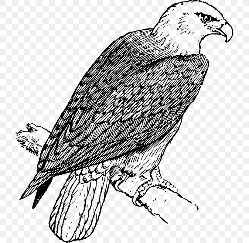 Bald Eagle Coloring Book Adult, PNG, 718x800px, Bald Eagle, Accipitriformes, Adult, Animal, Beak Download Free