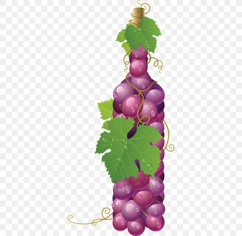 Common Grape Vine Wine Juice, PNG, 362x800px, Common Grape Vine, Dried Fruit, Flowering Plant, Food, Fruit Download Free