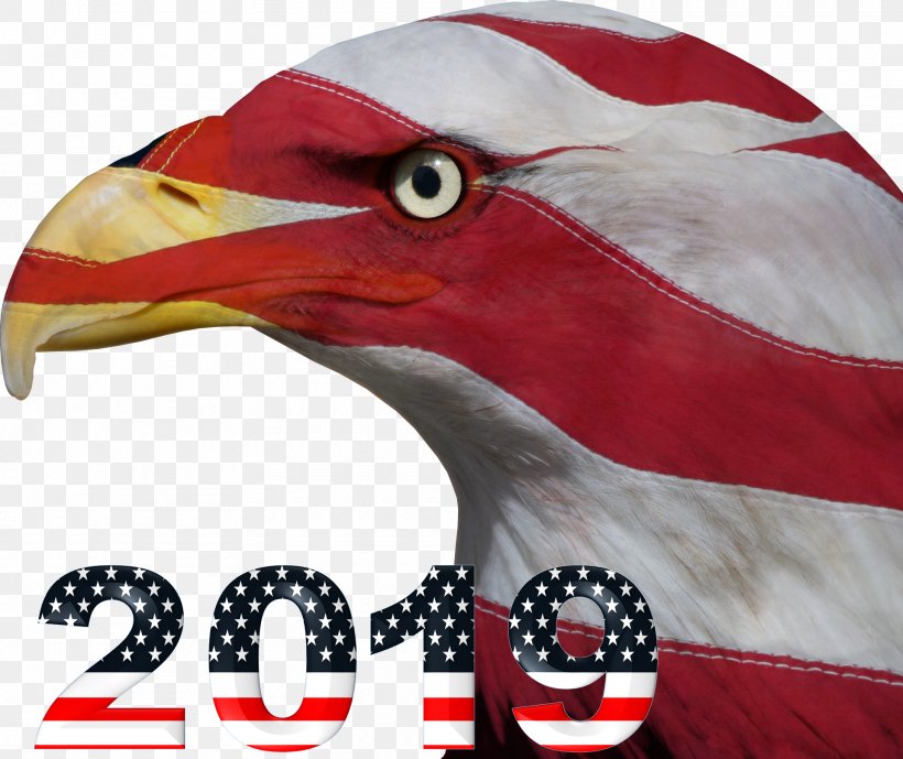 Fourth Of July Background, PNG, 1920x1615px, 4th Of July, Accipitridae, American Independence Day, Bald Eagle, Beak Download Free