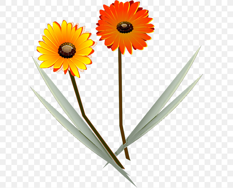 Gerbera Daisy Marguerite, PNG, 608x661px, Gerbera, Chrysanthemum, Common Daisy, Common Sunflower, Daisy Download Free