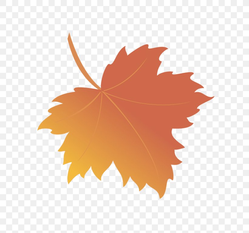 Maple Leaf Royalty-free, PNG, 768x768px, Maple Leaf, Autumn, Autumn Leaf Color, Flowering Plant, Istock Download Free
