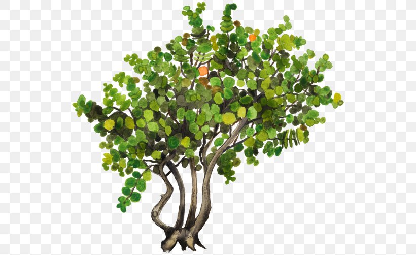 Seagrape Pigeon Plum Plant Tree Common Ivy, PNG, 750x502px, Plant, Auglis, Branch, Chinese Sweet Plum, Common Ivy Download Free