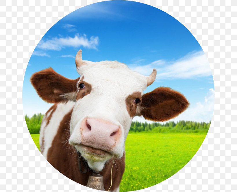 Belgian Blue Beef Cattle Angus Cattle Bovine Somatotropin Wall Decal, PNG, 666x666px, Belgian Blue, Angus Cattle, Beef Cattle, Bovine Somatotropin, Calf Download Free