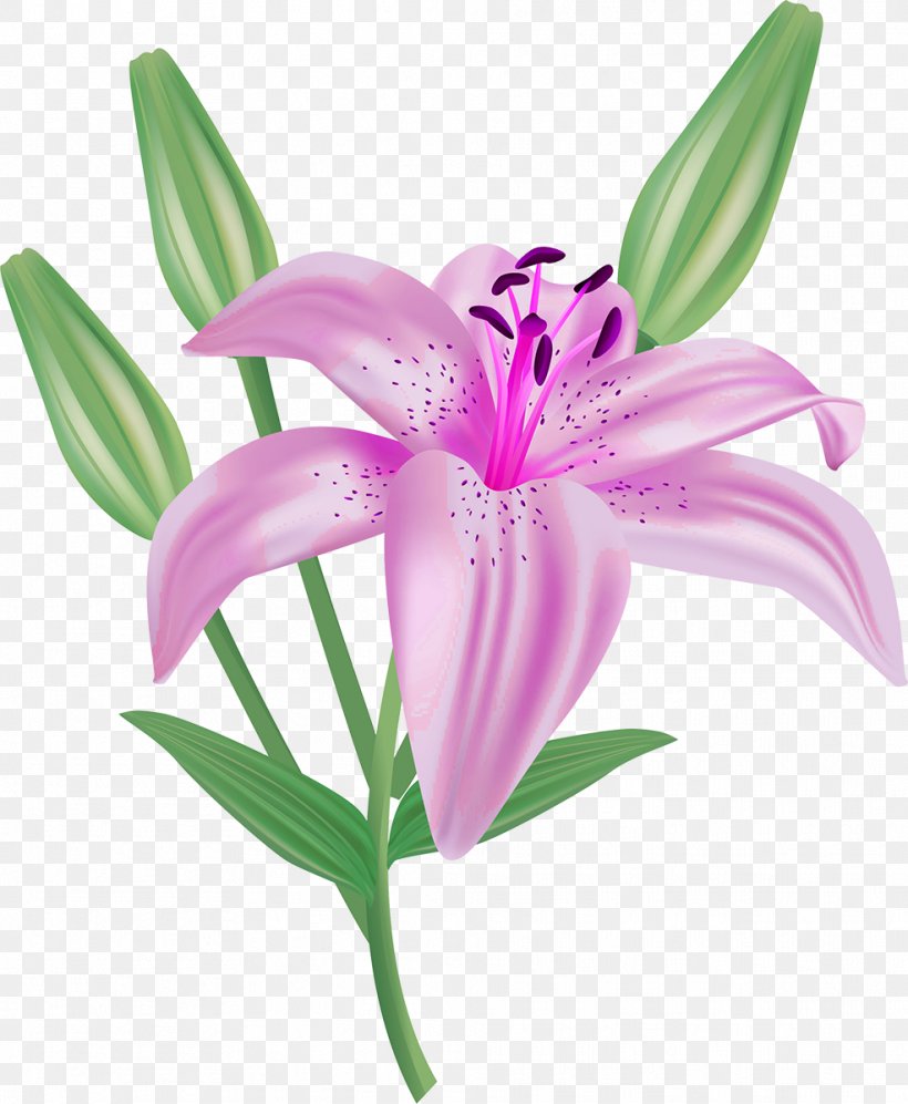 Flower Lilium Candidum Clip Art, PNG, 986x1200px, Flower, Flowering Plant, Lilium, Lilium Candidum, Lily Download Free