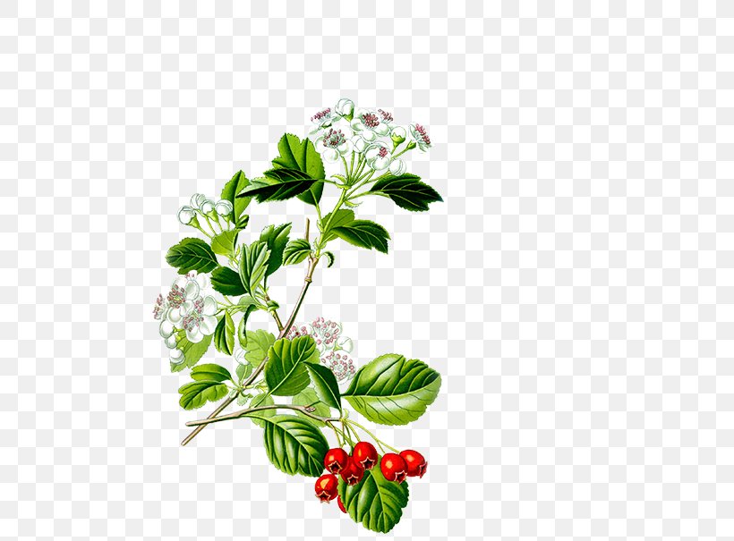 Crataegus Laevigata Common Hawthorn Fructus Crataegus Oxyacantha Crataegus Coccinea, PNG, 701x605px, Crataegus Laevigata, Botanical Illustration, Botany, Branch, Common Hawthorn Download Free