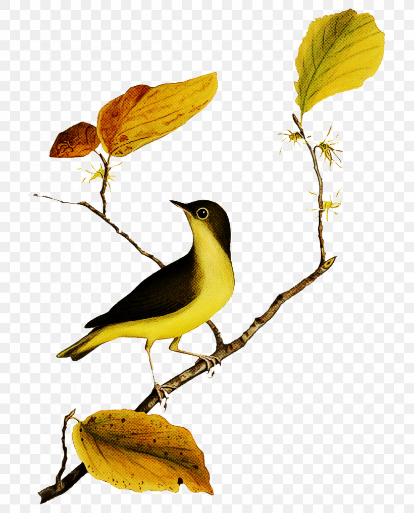 Old World Orioles Eurasian Golden Oriole The Savannah College Of Art And Design Birds Master Class, PNG, 1032x1280px, Old World Orioles, Acting, Beak, Birds, Cartoon Download Free