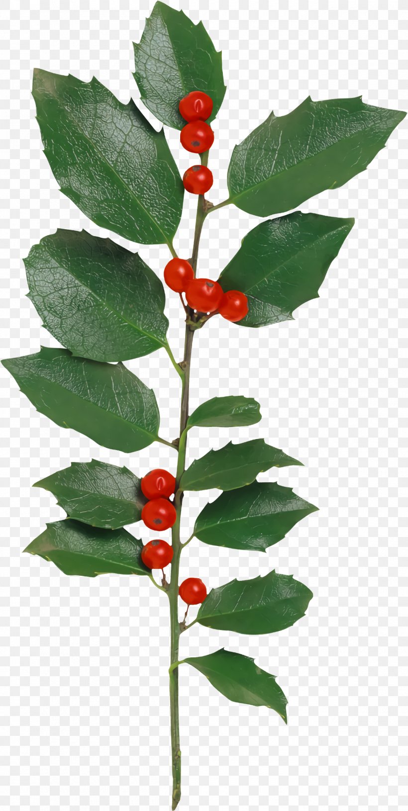 Christmas Holly Ilex Holly, PNG, 1300x2586px, Christmas Holly, Chokecherry, Christmas, Flower, Holly Download Free