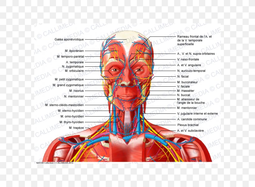 Head And Neck Anatomy Anterior Triangle Of The Neck Muscle Human Body, PNG, 600x600px, Watercolor, Cartoon, Flower, Frame, Heart Download Free