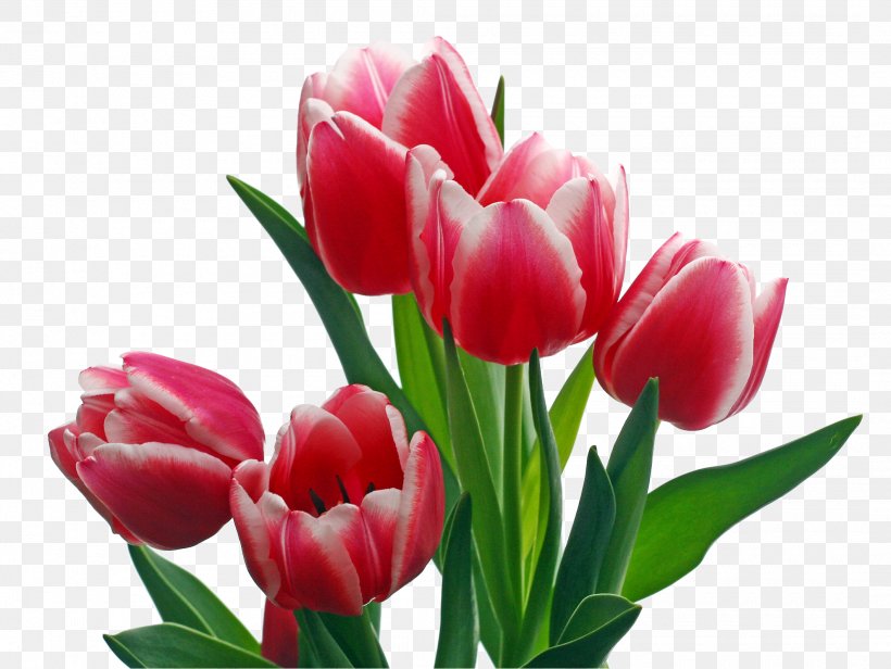 Keukenhof Indira Gandhi Memorial Tulip Garden Flower Clip Art, PNG, 2120x1593px, Keukenhof, Bud, Cut Flowers, Floral Emblem, Floristry Download Free
