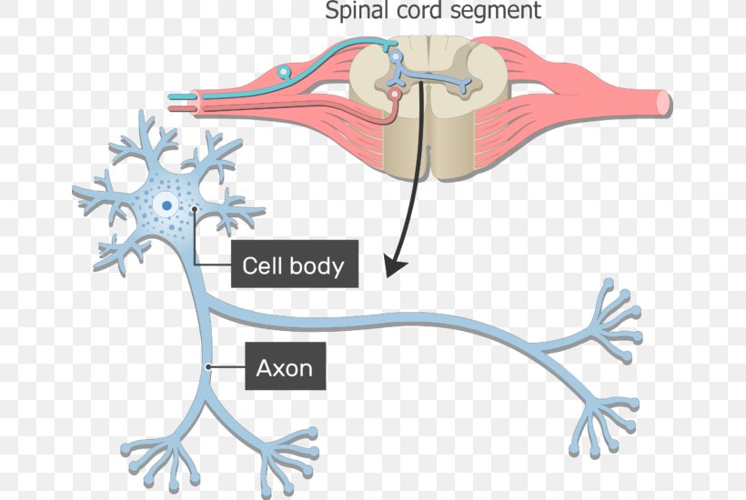 Neuron Axon Nervous System Soma Nerve, PNG, 661x550px, Watercolor, Cartoon, Flower, Frame, Heart Download Free